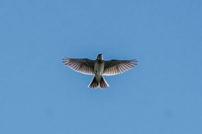 Feldlerche / Eurasian Skylark