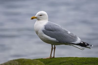 Silbermöwe (adult) im Prachtkleid / European Herring Gull