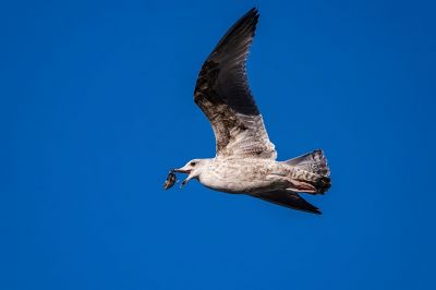 Silbermöwe im 2. Winter / European Herring Gull