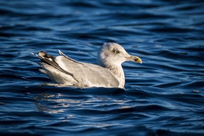 Silbermöwe im 4. Winter / European Herring Gull
