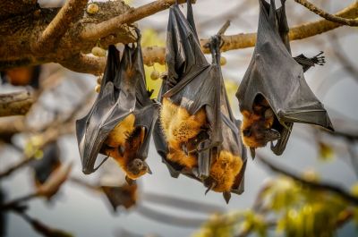 Flughund (Pteropus) / Flying Fox - Fruit Bat - Megabat
