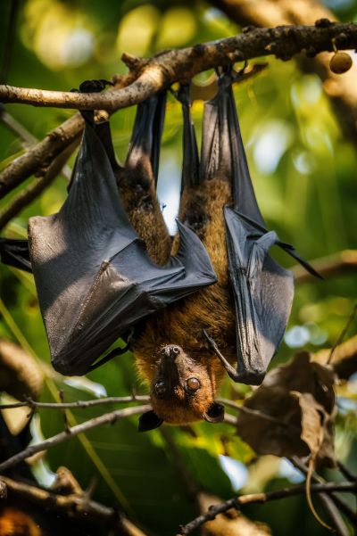 Flughund (Pteropus) / Flying Fox - Fruit Bat - Megabat