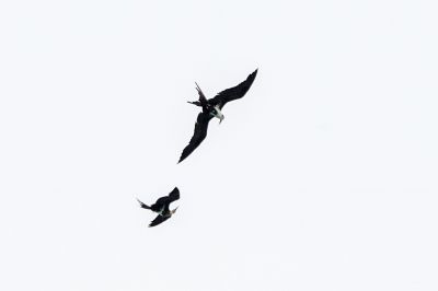 Fregattvögel / Frigatebirds