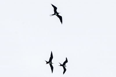 Fregattvögel / Frigatebirds