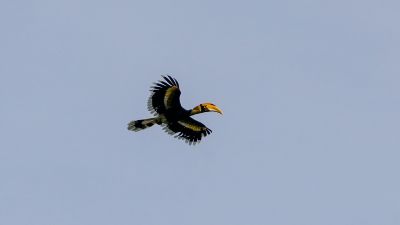 Doppelhornvogel / Great Hornbill