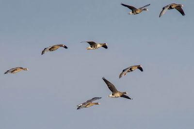 Blässgans / Greater White Fronted Goose