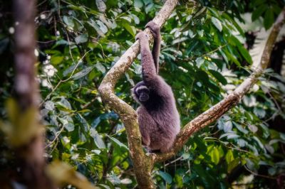 Grauer Gibbon - Borneo Gibbon - Müller-Gibbon / ENDANGERED