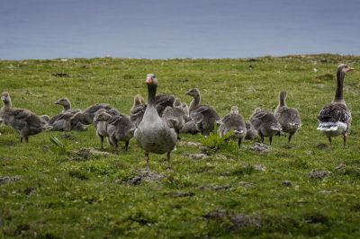 Graugans (Immature) / Graylag Goose