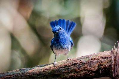 Hainanblauschnäpper (M) / Hainan Blue-Flycatcher