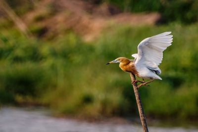 Prachtreiher / Javan Pond Heron