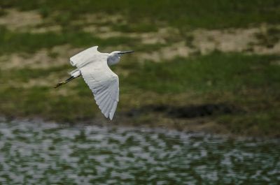 Seidenreiher / Little Egret