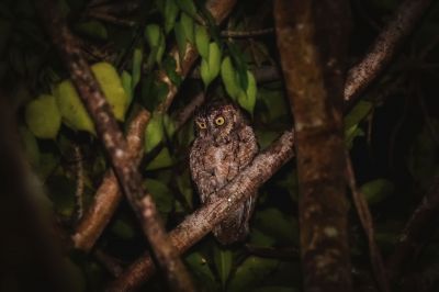 Mantanani-Zwergohreule / Mantanani Scops-owl