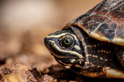 Malaiischer Schneckenfresser / Mekong snail-eating turtle