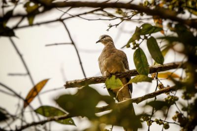 Fahlbauch-Fruchttaube / Mountain Imperial-pigeon