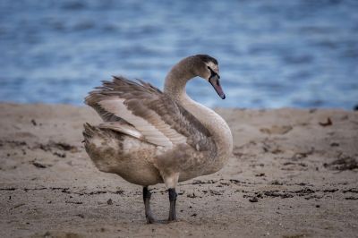 Höckerschwan (Immature) / Mute Swan