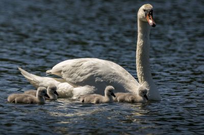 Höckerschwan mit Jungen / Mute Swan