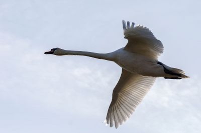 Höckerschwan / Mute Swan