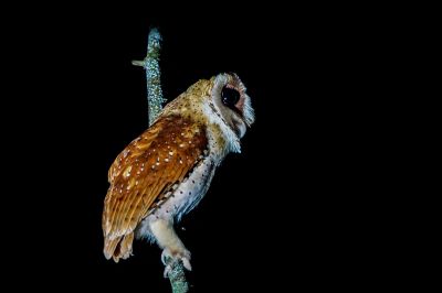Maskeneule / Oriental Bay-owl