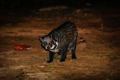 Malaiische Zibetkatze / Malay civet - Malayan civet - Oriental civet