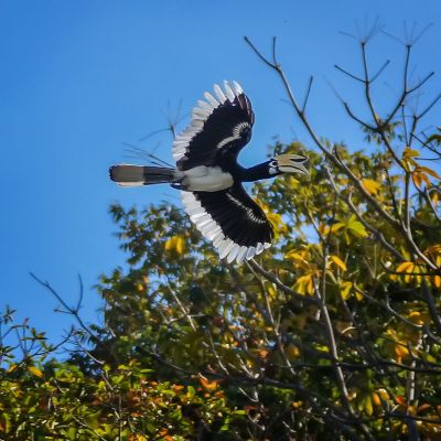 Orienthornvogel / Oriental Pied Hornbill
