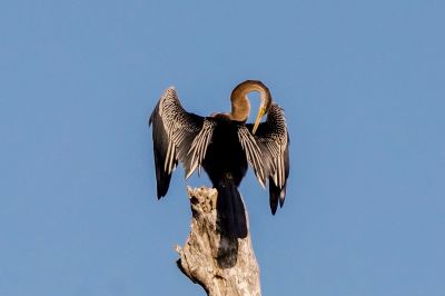 Altwelt-Schlangenhalsvogel / Oriental Darter
