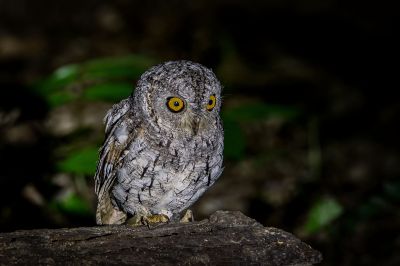 Orient-Zwergohreule / Oriental Scops-owl