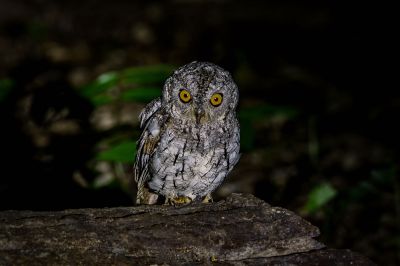 Orient-Zwergohreule / Oriental Scops-owl