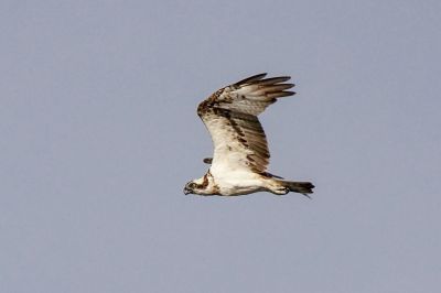 Fischadler / Osprey - Fish Eagle - Fish Hawk