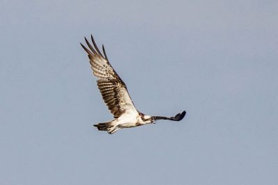 Fischadler / Osprey - Fish Eagle - Fish Hawk