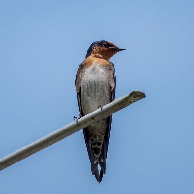 Südseeschwalbe / Pacific Swallow