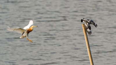 Graufischer - Prachtreiher / Pied Kingfisher - Javan Pond Heron