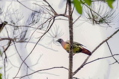 Frühlingstaube / Pink-necked Green-pigeon