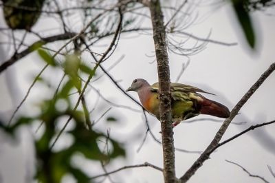 Frühlingstaube / Pink-necked Green-pigeon