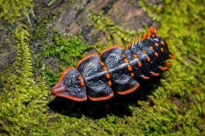Trilobite Käfer / Trilobite beetle