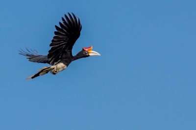 Rhinozerosvogel / Rhinoceros Hornbill
