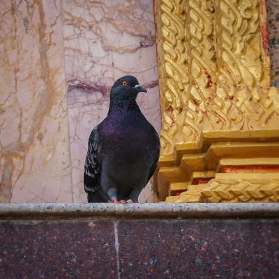 Felsentaube (W) / Rock Pigeon