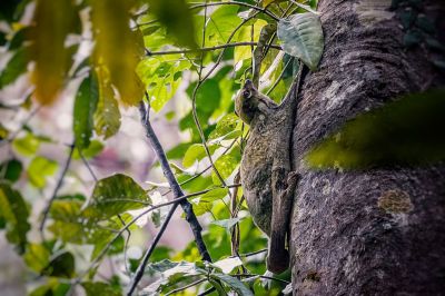 Malaien-Gleitflieger - Temminck-Gleitflieger / Sunda Flying Lemur
