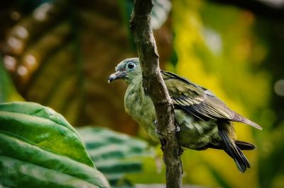 Papageischnabeltaube (W) / Thick-billed Green-pigeon