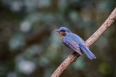 Tickellblauschnäpper (J) / Tickell's Blue-flycatcher