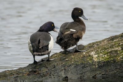 Reiherente (M,F) / Tufted Duck