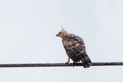Dschungeladler / Wallace's Hawk-eagle