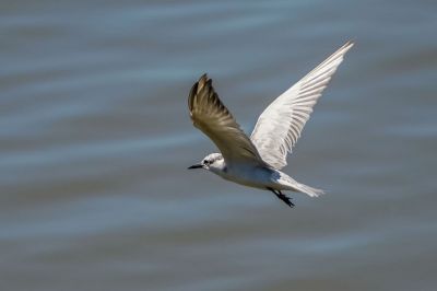 Weißbart-Seeschwalbe / Whiskered Tern