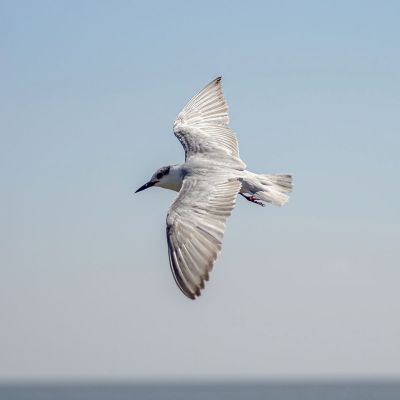 Weißbart-Seeschwalbe / Whiskered Tern
