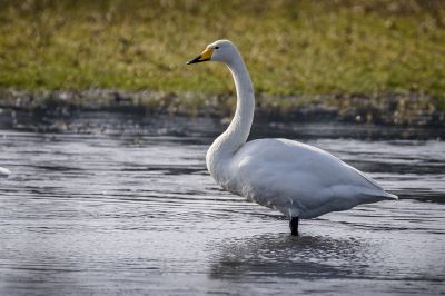 Singschwan / Whooper Swan