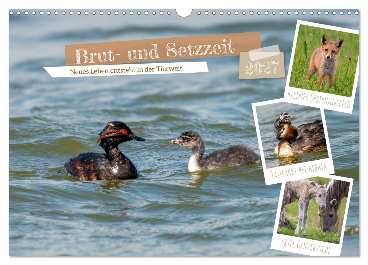 Kalender: Brut- und Setzzeit