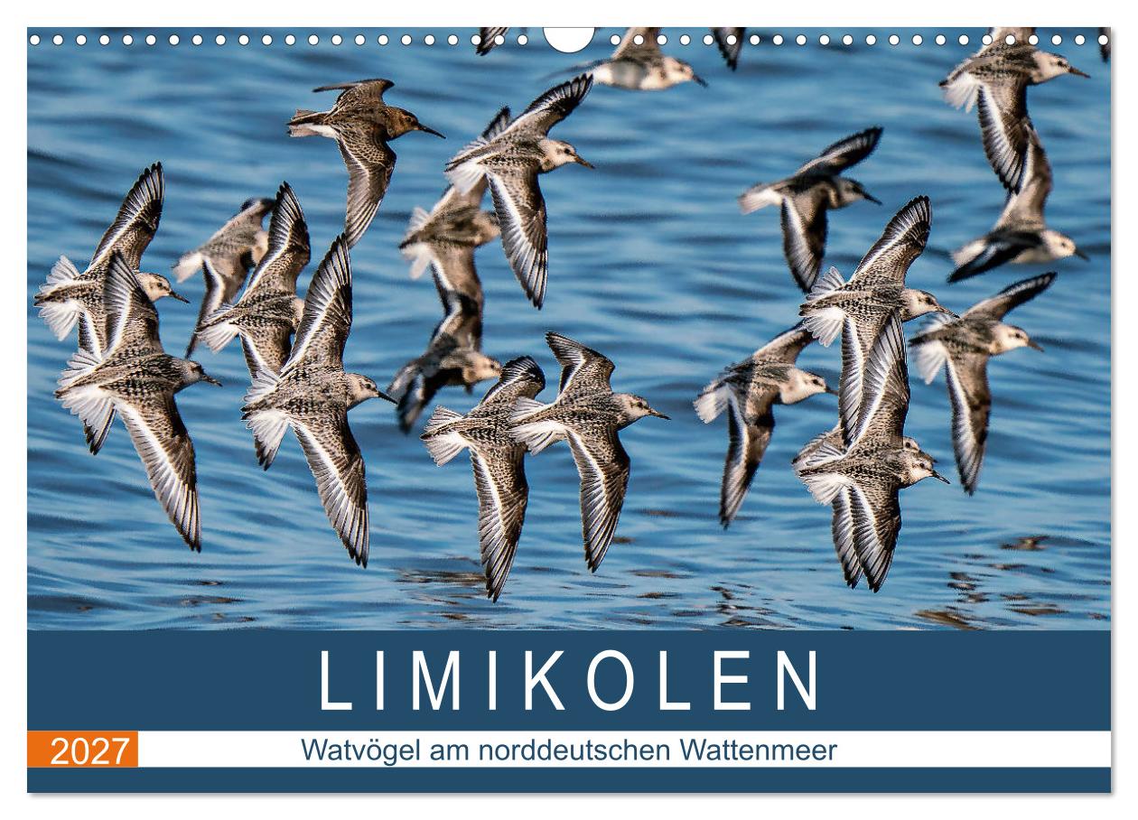 Kalender: Limikolen