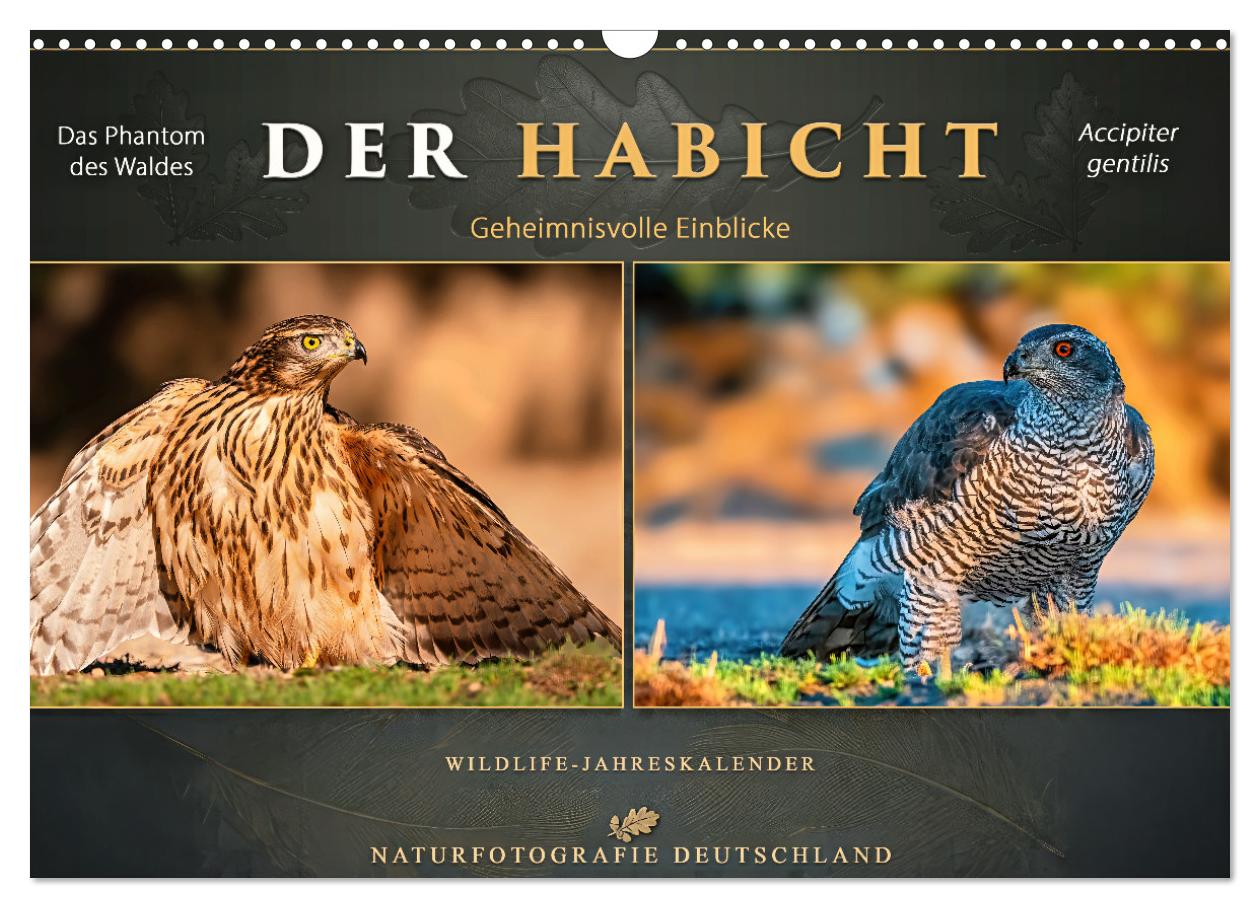 Kalender: Der Habicht