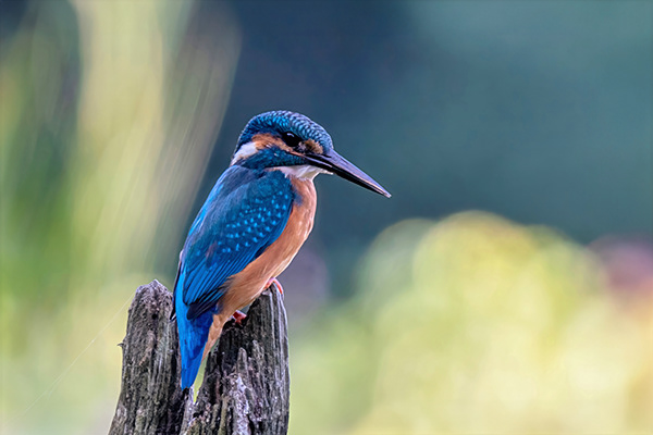 Eisvogel, Wiedehopf & Bienenfresser