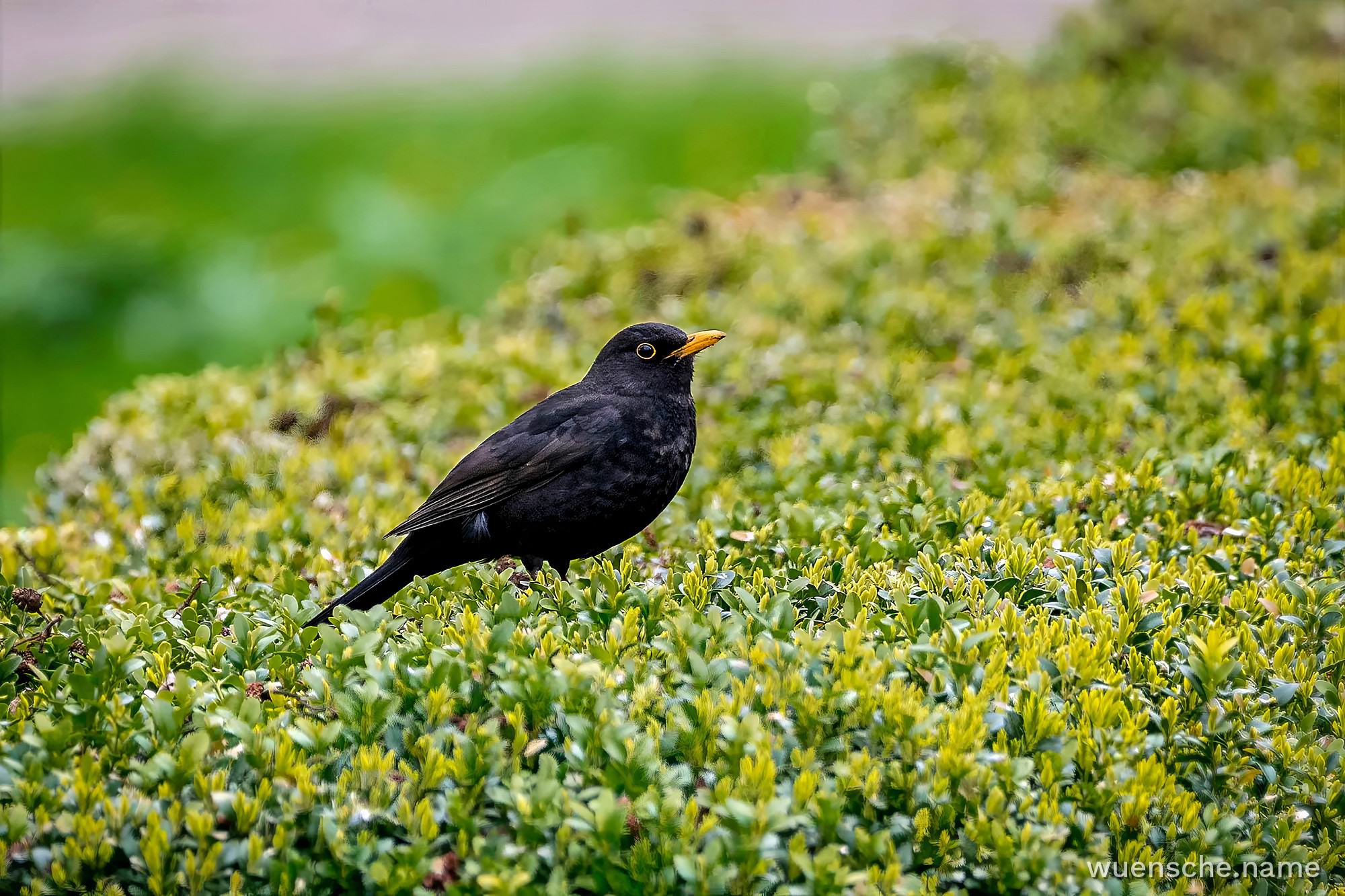 male