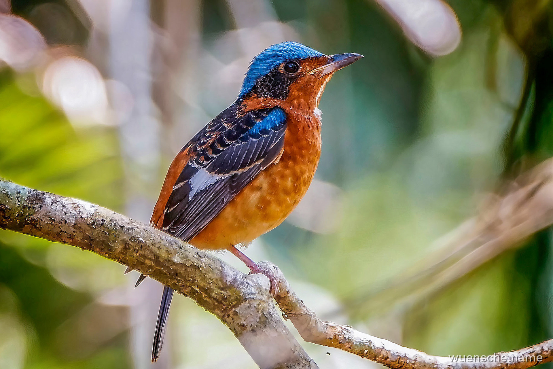 male